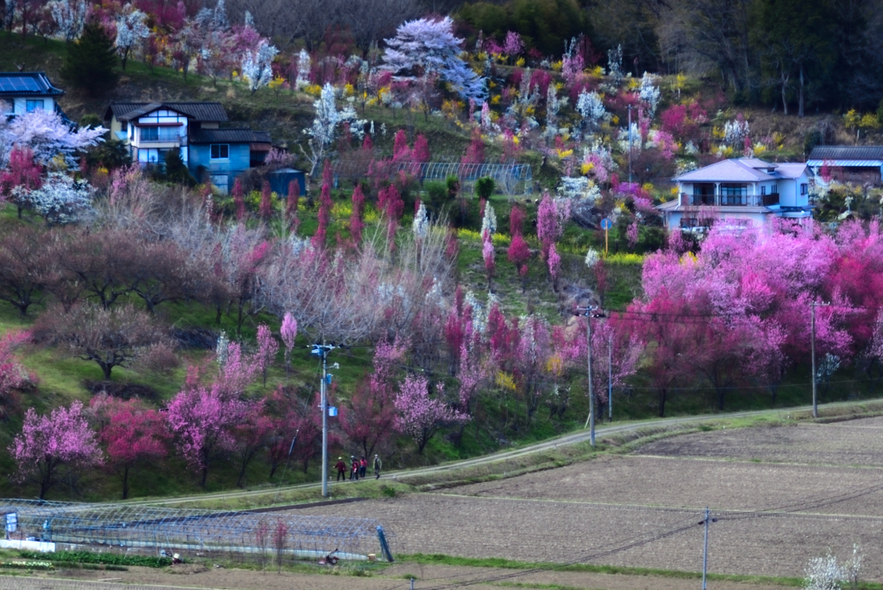色艶やかに山桃の里・ここは令和の桃源郷