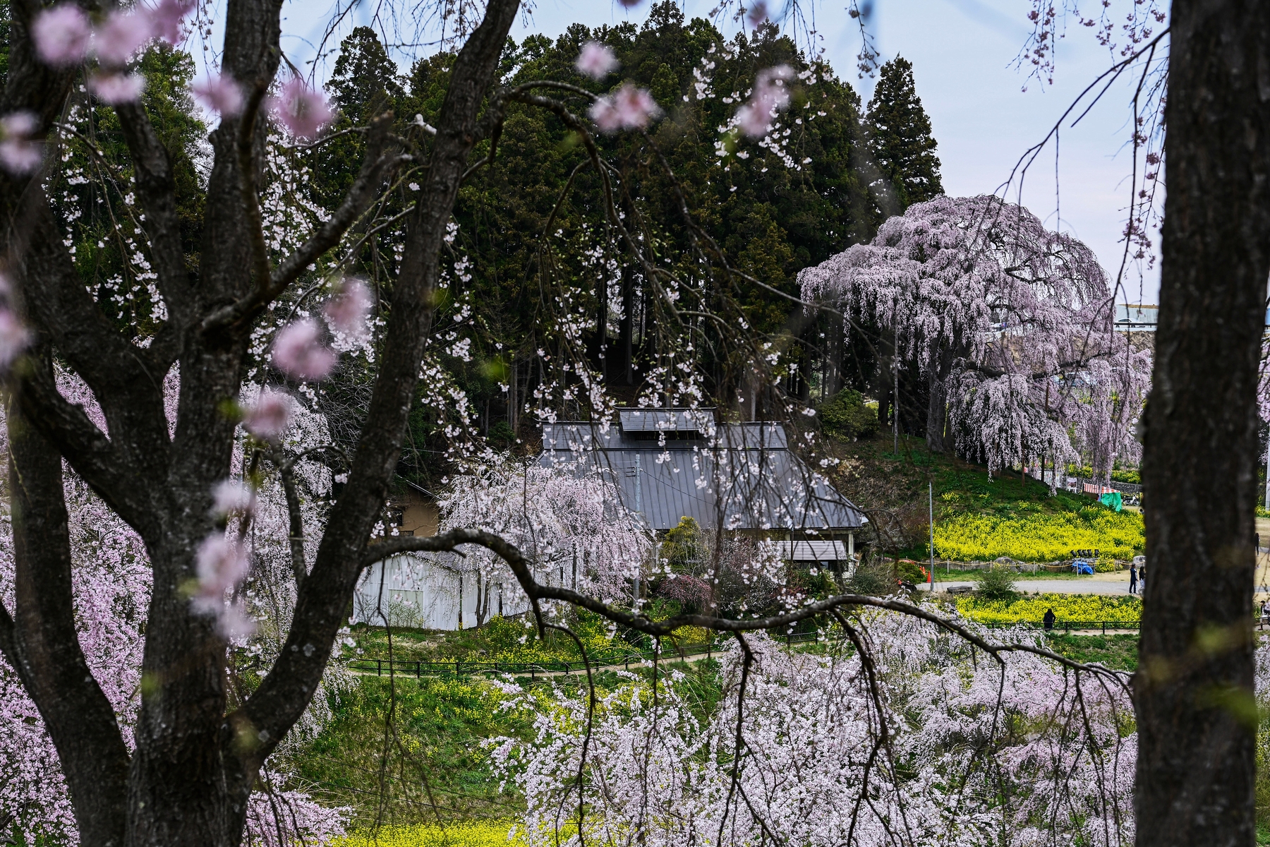 二本松・合戦上のしだれ桜